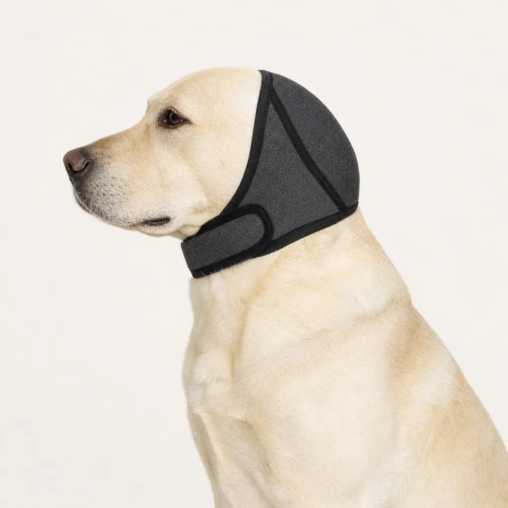 Hushwag Calm Hood on a yellow Labrador, side profile with chin strap