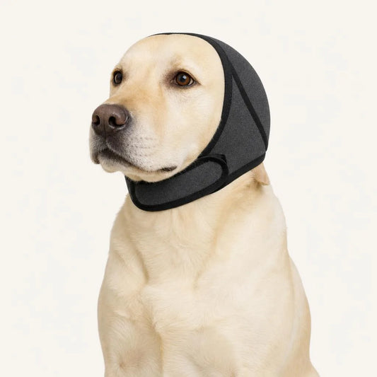 Hushwag Calm Hood on a yellow Labrador, three-quarter view
