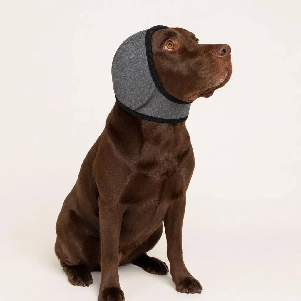 Hushwag Calm Hood on a chocolate Labrador