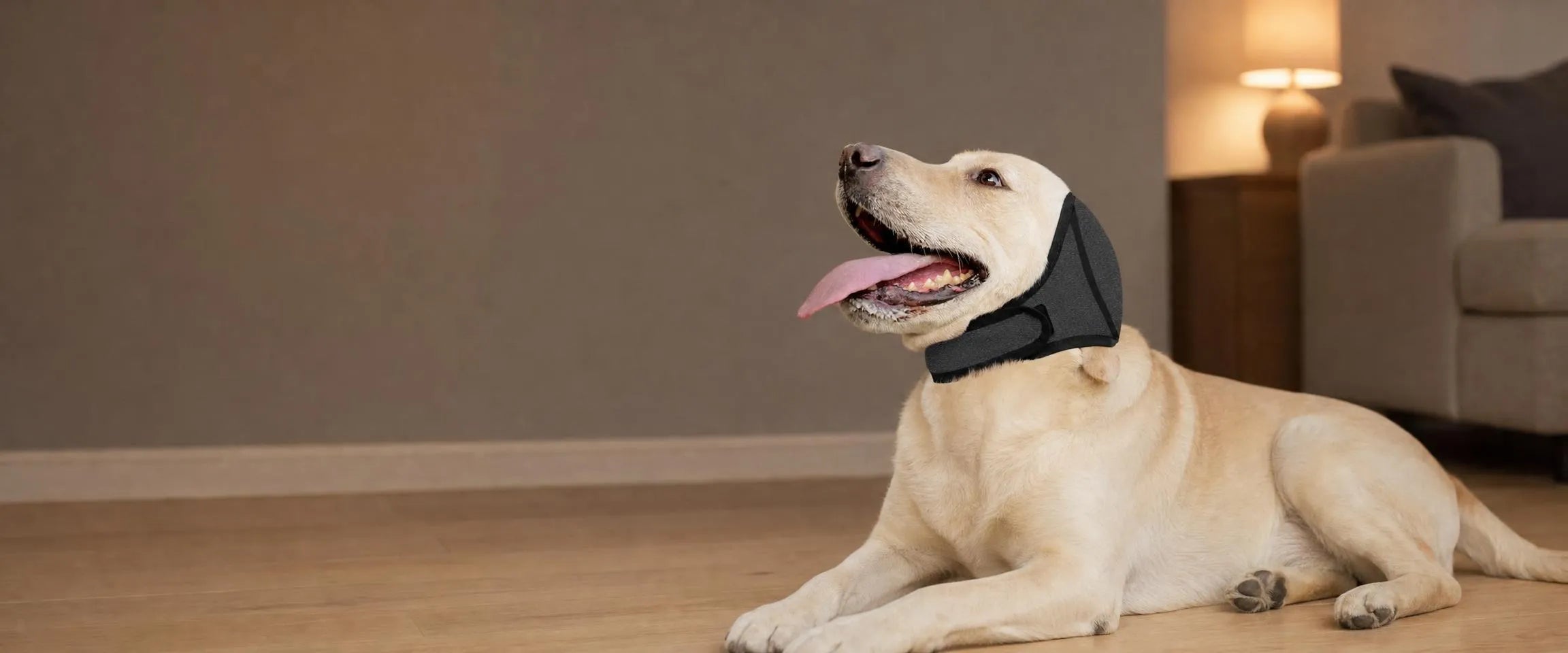 A calm yellow Labrador wearing the Hushwag Calm Hood, resting on the floor of a warm living room at night