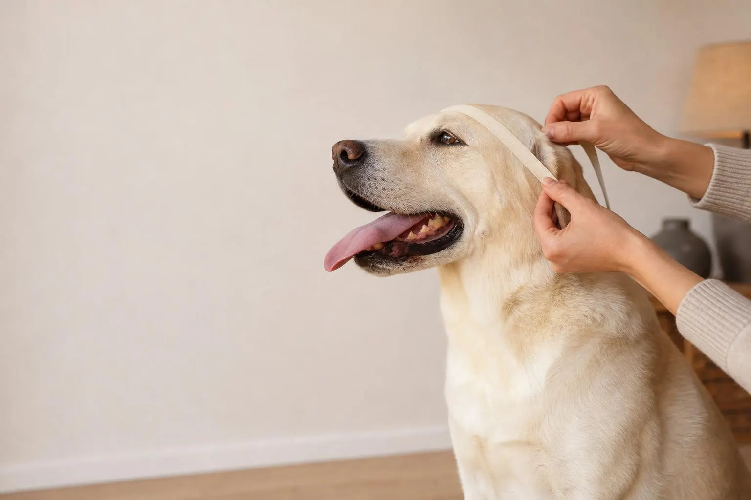 A seated Labrador having its head measured with a plain tape measure